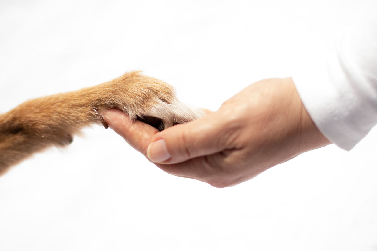 Hand und Pfote